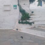 «Καθαρά χωριά, αλλά…»: Καταγγελία για ακαθαρσίες ζώων στα σοκάκια της Τήνου