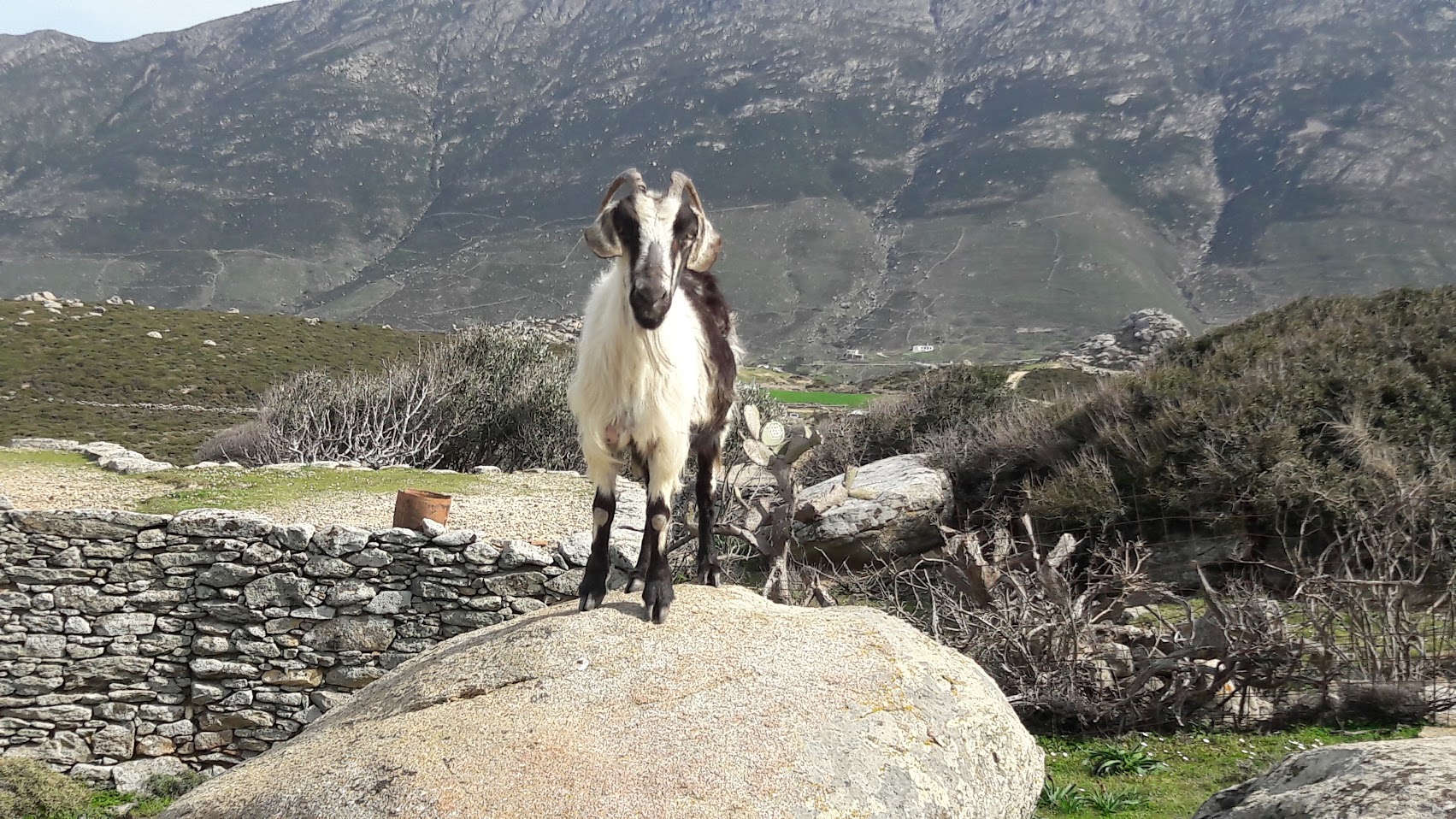 Πάνω στην ξερολιθιά: επιβίωση χωρίς αφεντικό, χωρίς στάβλο — και πλέον χωρίς νερό.
