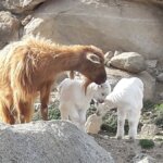 «Διψάοοοοοο!» Τα κατσίκια στις πισίνες της Τήνου δεν είναι viral — είναι κραυγή