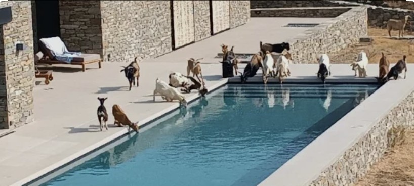 Κοπάδι κατσίκια ξεδιψά σε πισίνα στην Τήνο