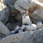 Έξω λιμάνι Τήνου: γάτα γέννησε μέσα στα μπάζα — αγώνας διάσωσης από τους Φιλόζωους