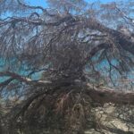 Το αρμυρίκι έπεσε μόνο του στον Άγιο Φωκά. Η σκιά ήταν άδεια — αυτή τη φορά