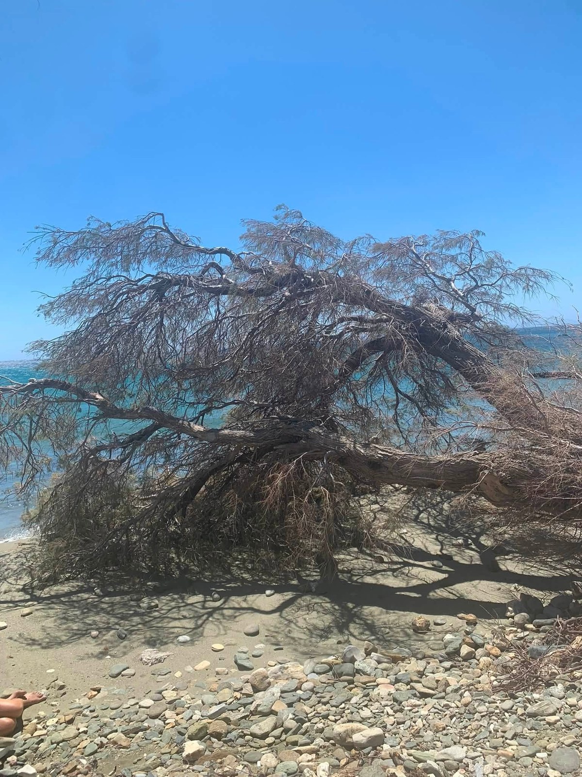 Η κόμη του πεσμένου αρμυρικιού πάνω στην άμμο