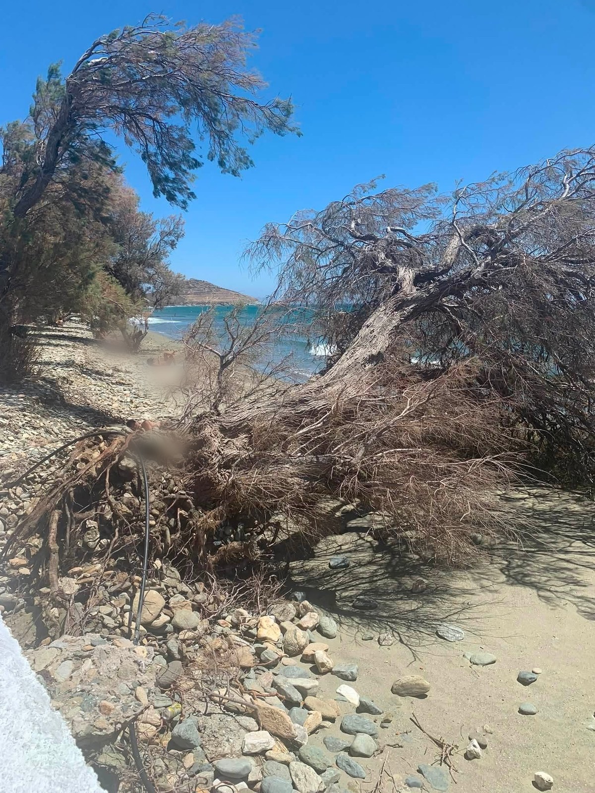 Πανοραμική άποψη της παραλίας του Αγίου Φωκά με το πεσμένο αρμυρίκι