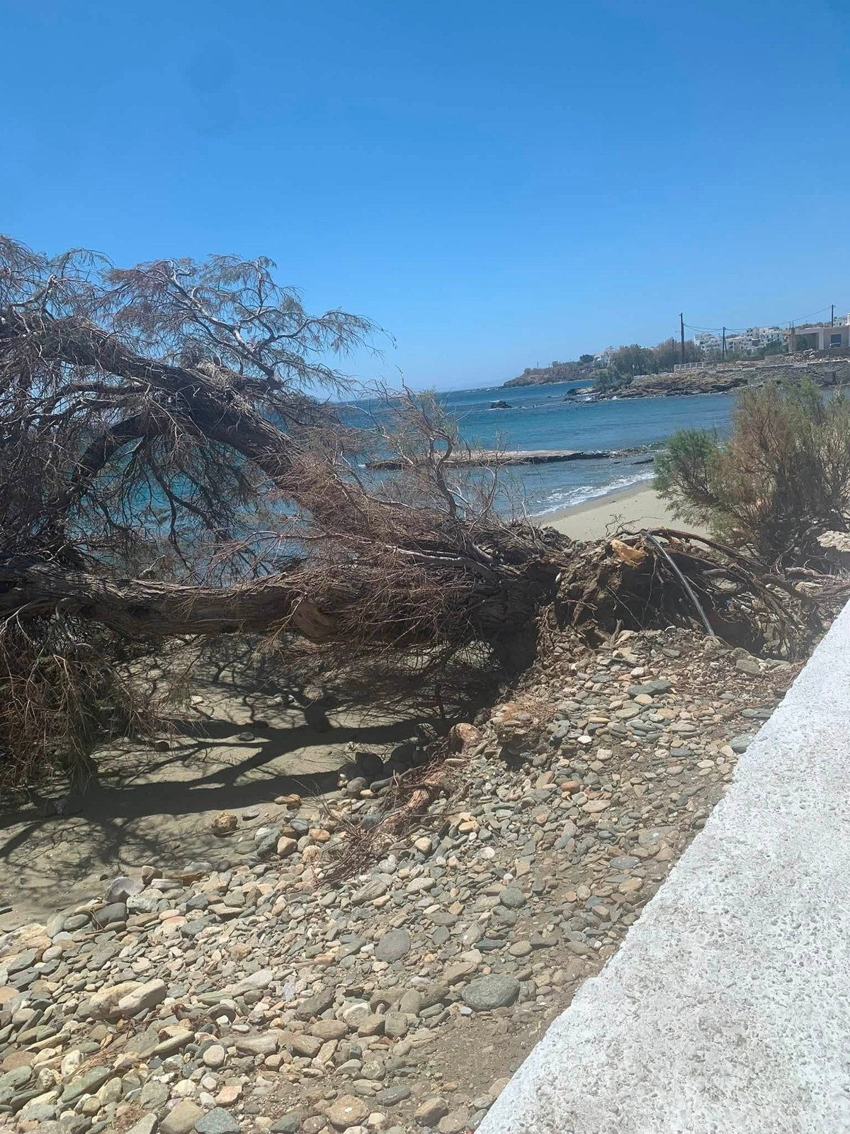 Ο κορμός του αρμυρικιού κατά μήκος της ακτής στον Άγιο Φωκά