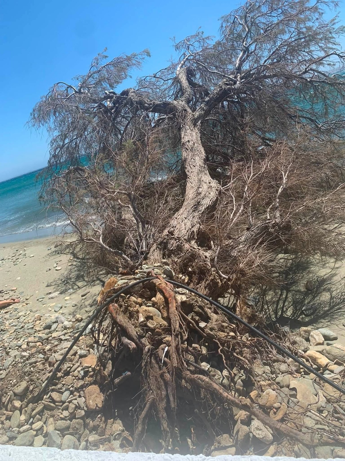 Το ριζικό σύστημα του αρμυρικιού βγήκε από το έδαφος