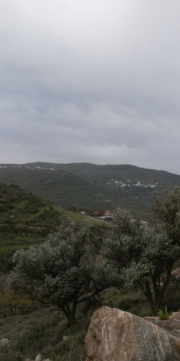 Ελαιόδεντρα σε πλαγιά της Τήνου, με χωριά στο βάθος