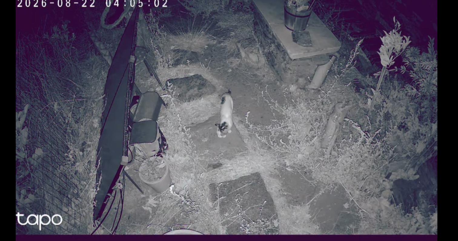 Ασπρόμαυρη γάτα στην αυλή, 04:05
