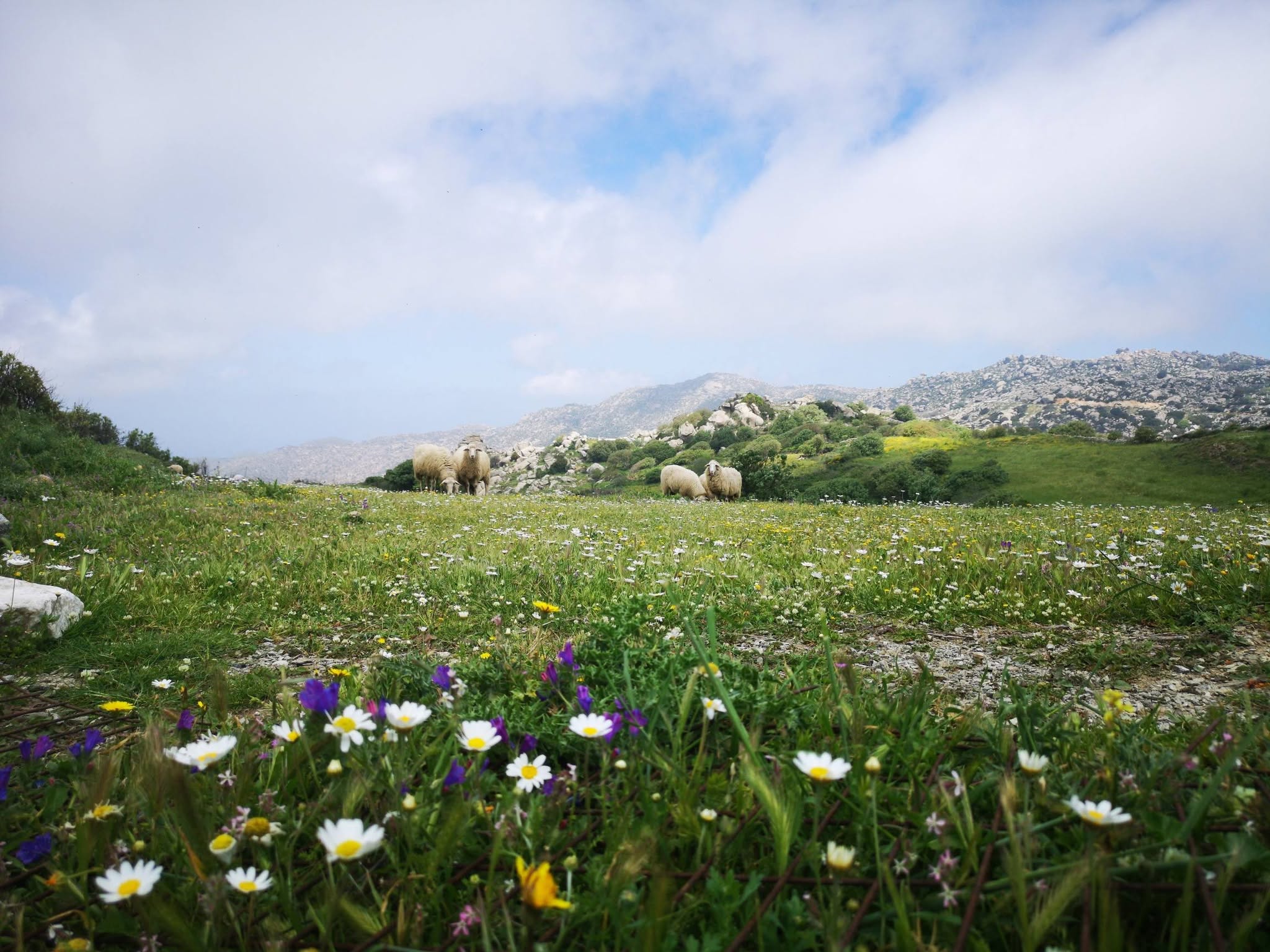 Ανθισμένο λιβάδι