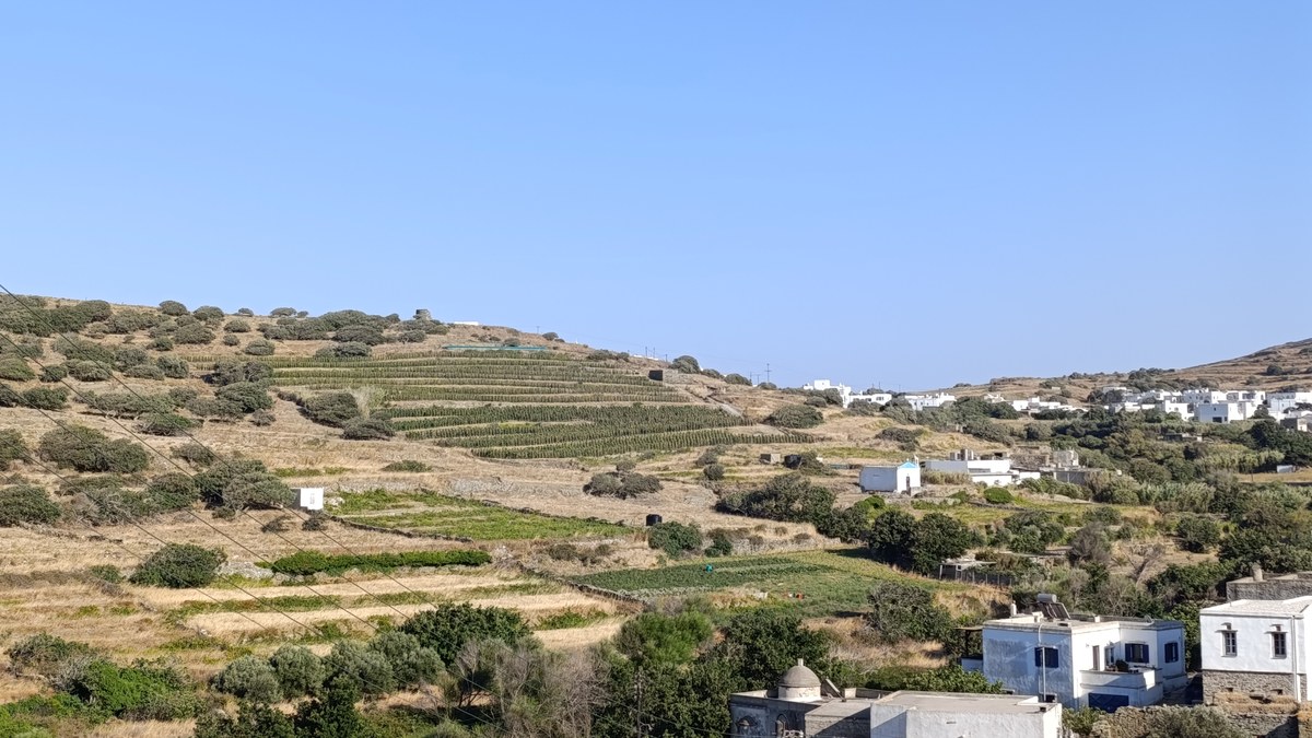 Πεζούλες με αμπέλια στην πλαγιά απέναντι από τον Φαλατάδο Τήνου