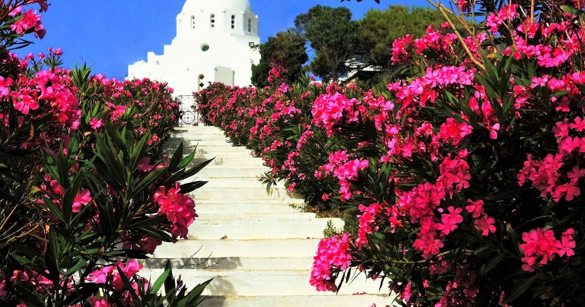 Τα σκαλιά με τις πικροδάφνες που ανεβαίνουν στον ναό της Αγίας Θέκλας στην Τήνο