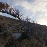 Σκαμμένες ρίζες, γκρεμισμένες ξερολιθιές: ένα απόγευμα στις αναβαθμίδες της Τήνου με τα ανεπιτήρητα κατσίκια