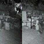 Τρία δευτερόλεπτα από τη ρεματιά του Αρνάδου: ο Πελοπίδας ο ασβός και μια γάτα που πήρε ύψος