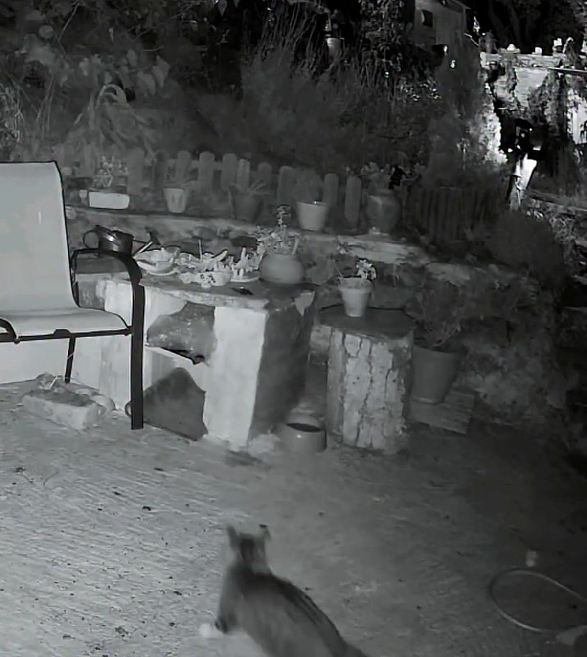 Η γάτα, μετά το άλμα, κοντά στην κάμερα, κοιτάζει προς τον πάγκο