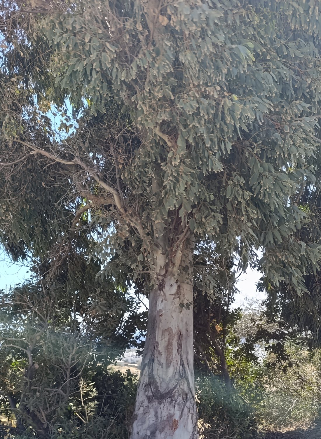 Ευκάλυπτος που δεν έχει κοπεί