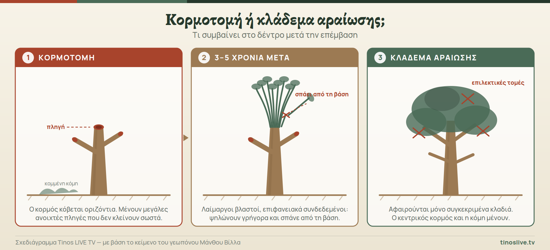 Σχεδιάγραμμα: κορμοτομή, τι γίνεται 3-5 χρόνια μετά, και κλάδεμα αραίωσης