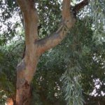 Κορμοτομή σε ευκαλύπτους και αλμυρίκια: τι προκαλεί και ποια είναι η σωστή εναλλακτική