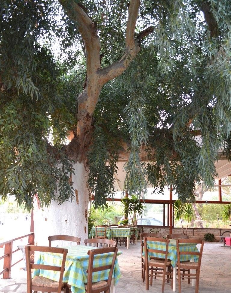 Ευκάλυπτος σε πλήρη ανάπτυξη σκιάζει τραπέζια