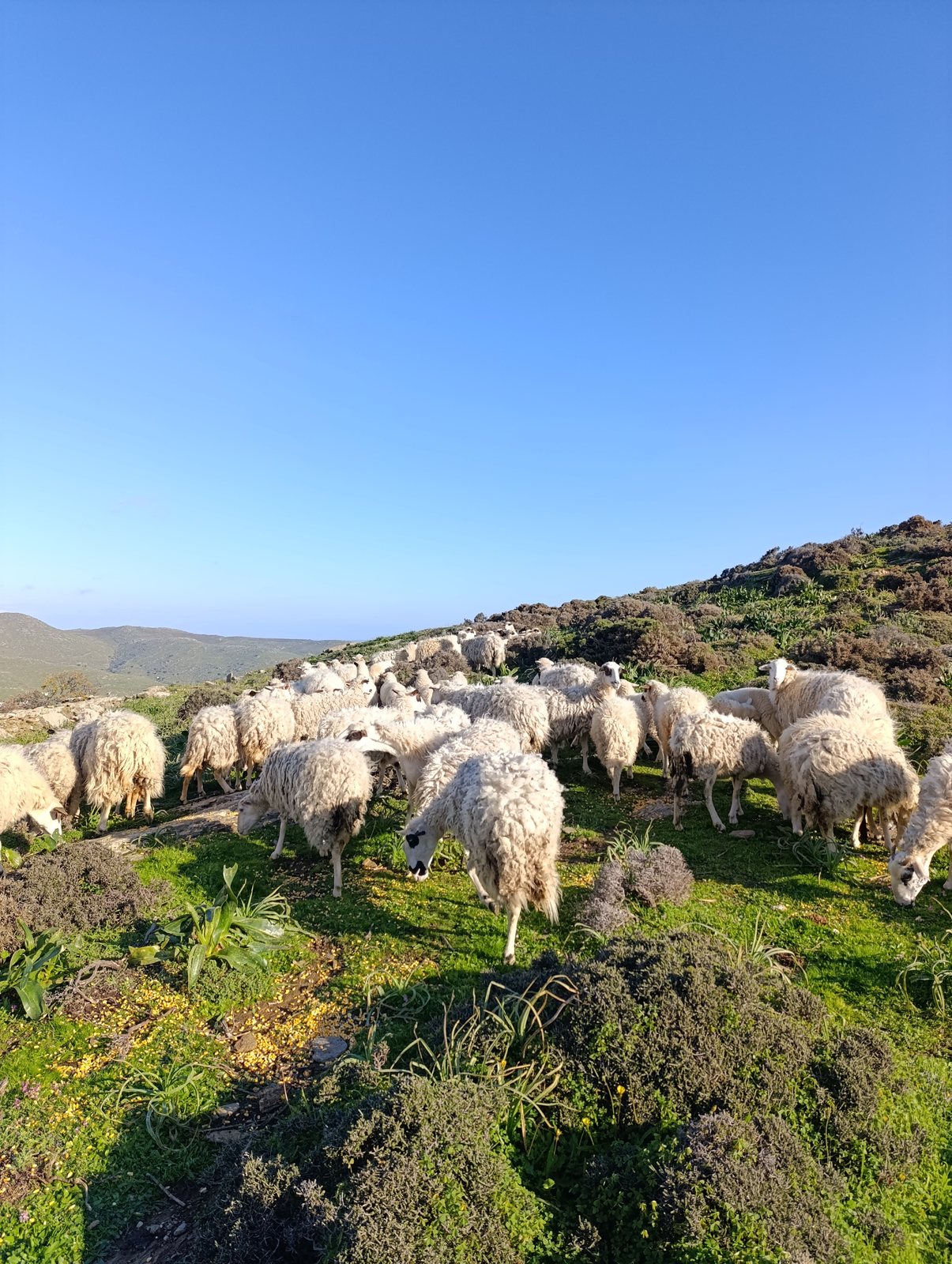 Κοπάδι προβάτων βόσκει σε πράσινη πλαγιά της Τήνου με χαμηλούς θάμνους