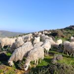 Η ευλογιά κατεβαίνει νότια. Στην Τήνο, οι κτηνοτρόφοι ζητούν και εδώ το εμβόλιο