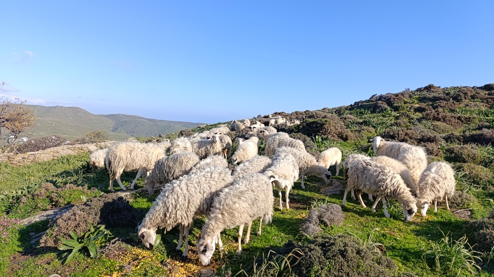 Πρόβατα βόσκουν σε πράσινη πλαγιά της Τήνου με λόφους στο βάθος (φωτό αρχείου, Φεβρουάριος 2026)