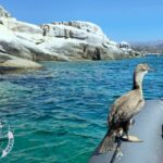 Η Φώφη ξαναβρήκε τη θάλασσα: θαλασσοκόρακας από την Τήνο απελευθερώθηκε μετά από έναν μήνα θεραπείας στη Νάξο