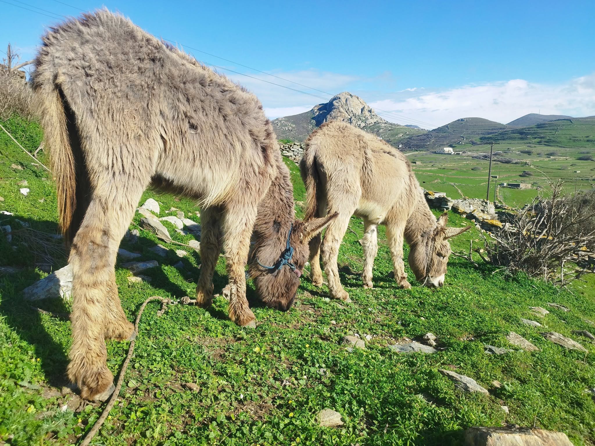 Δύο ανοιχτόχρωμα γαϊδουράκια βόσκουν σε πράσινο χωράφι της Τήνου, με το Ξώμπουργο στο βάθος