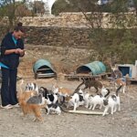 «Μην εγκαταλείπετε αστείρωτα γατιά»: 53 γάτες στη γειτονιά του ελικοδρομίου στον Άγιο Φωκά, γράφει αναγνώστης μας