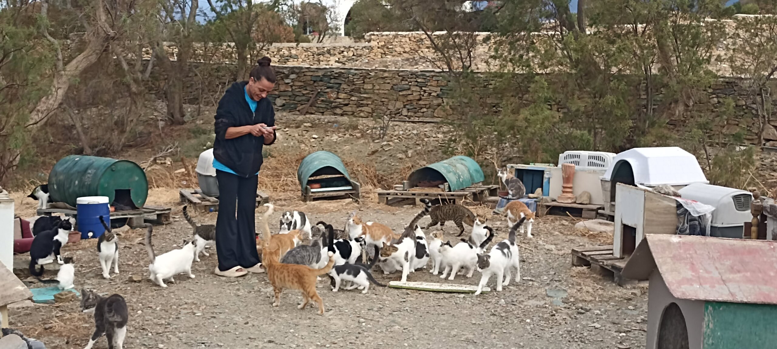 Γάτες και σπιτάκια για γάτες στη γειτονιά δίπλα στο ελικοδρόμιο του Αγίου Φωκά στην Τήνο