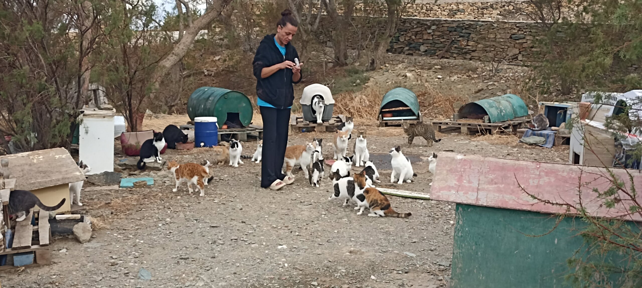Δεκάδες γάτες και σπιτάκια από βαρέλια και κλουβιά μεταφοράς στον Άγιο Φωκά της Τήνου
