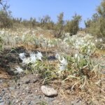 «Δεν είναι απλώς ένα όμορφο αγριολούλουδο»: ο γεωπόνος Μάνθος Βίλλας για την καταστροφή των κρίνων στο Βρεκάστρο