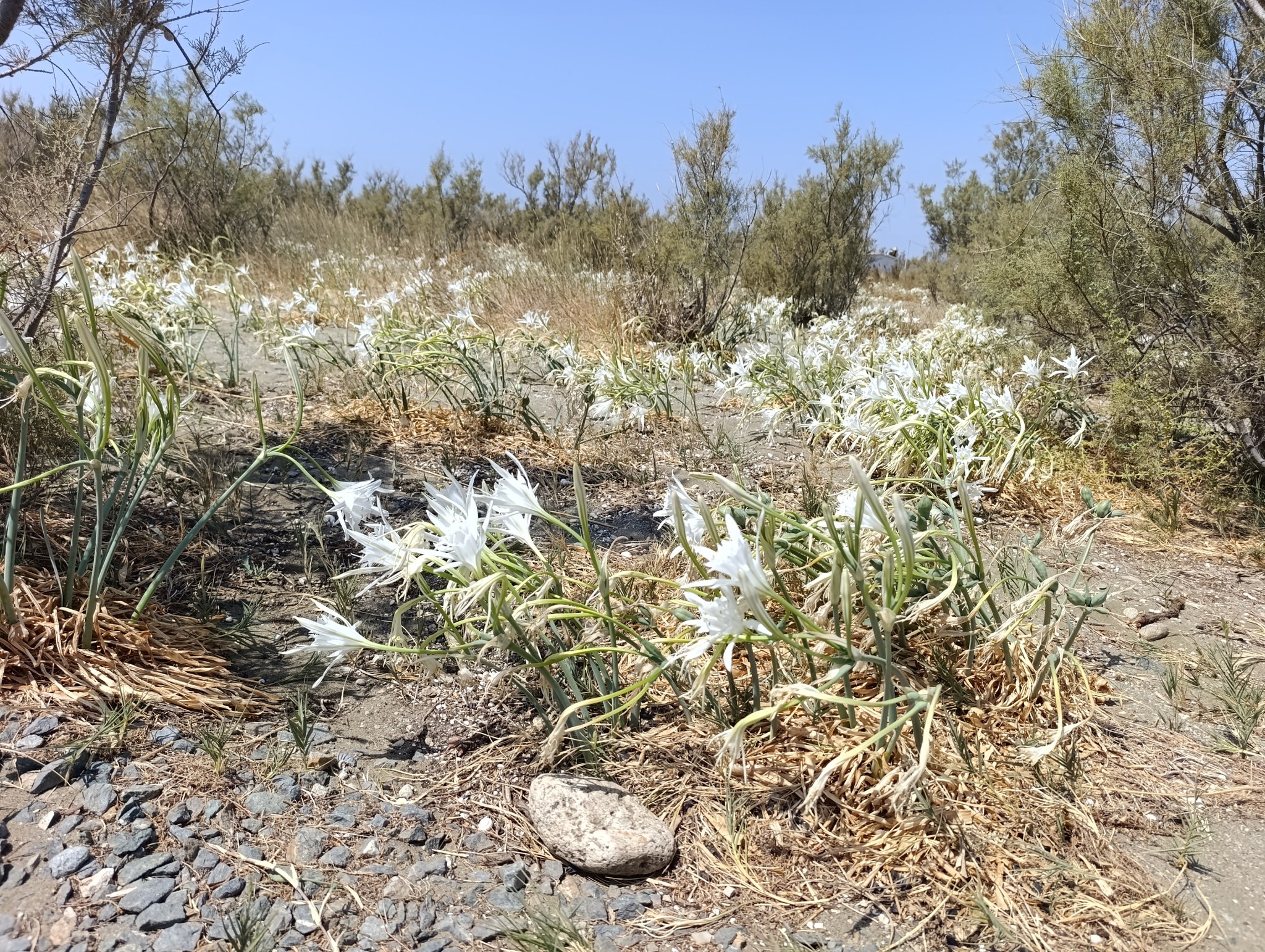 Κρίνοι της θάλασσας εν ανθήσει στο Βρεκάστρο Τήνου