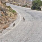 Καλημέρα με περδικόπουλα: μια οικογένεια κατέβηκε στον δρόμο του Πύργου