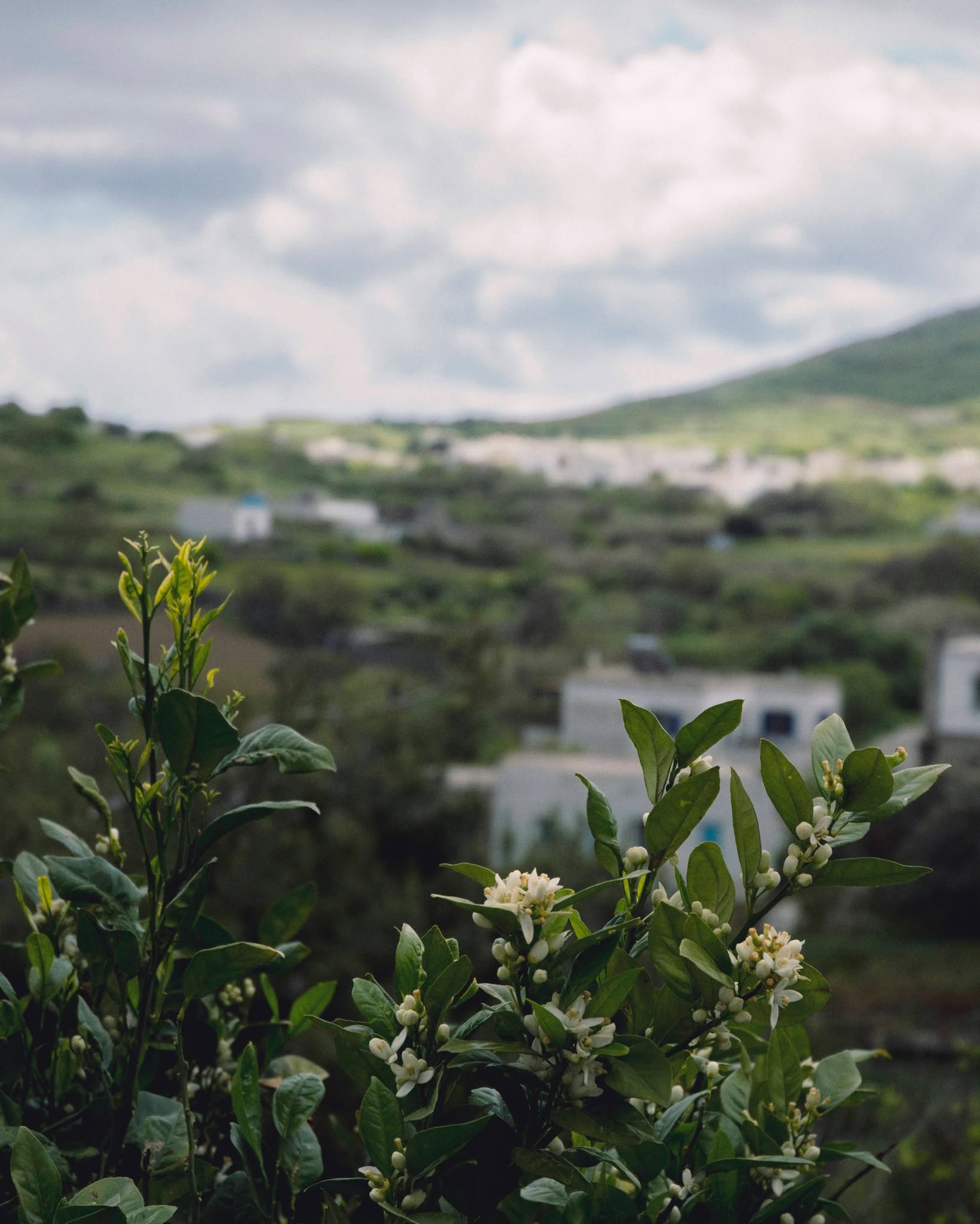 Χωριό και καλλιεργήσιμη γη στην ενδοχώρα της Τήνου
