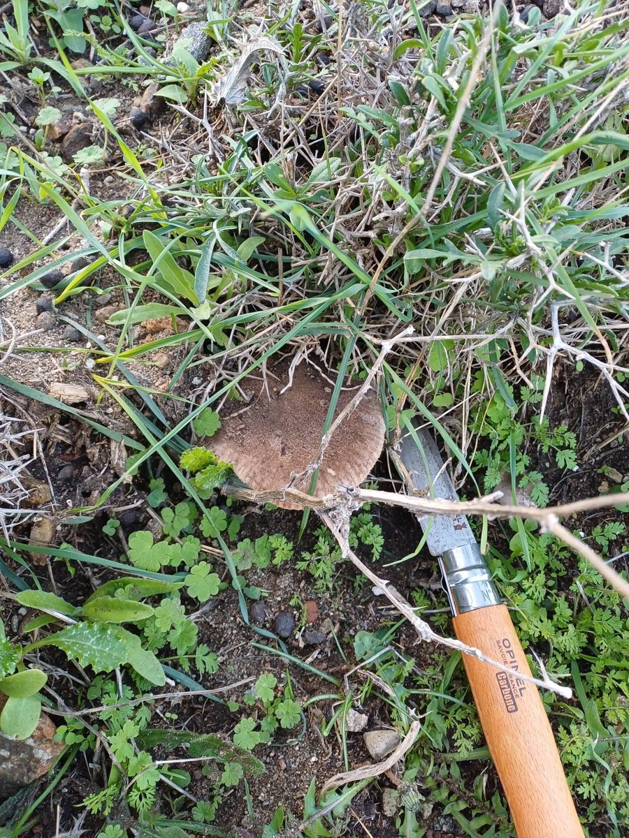 Αγριομανίταρο κρυμμένο σε κλαδιά και χόρτα δίπλα σε σουγιά