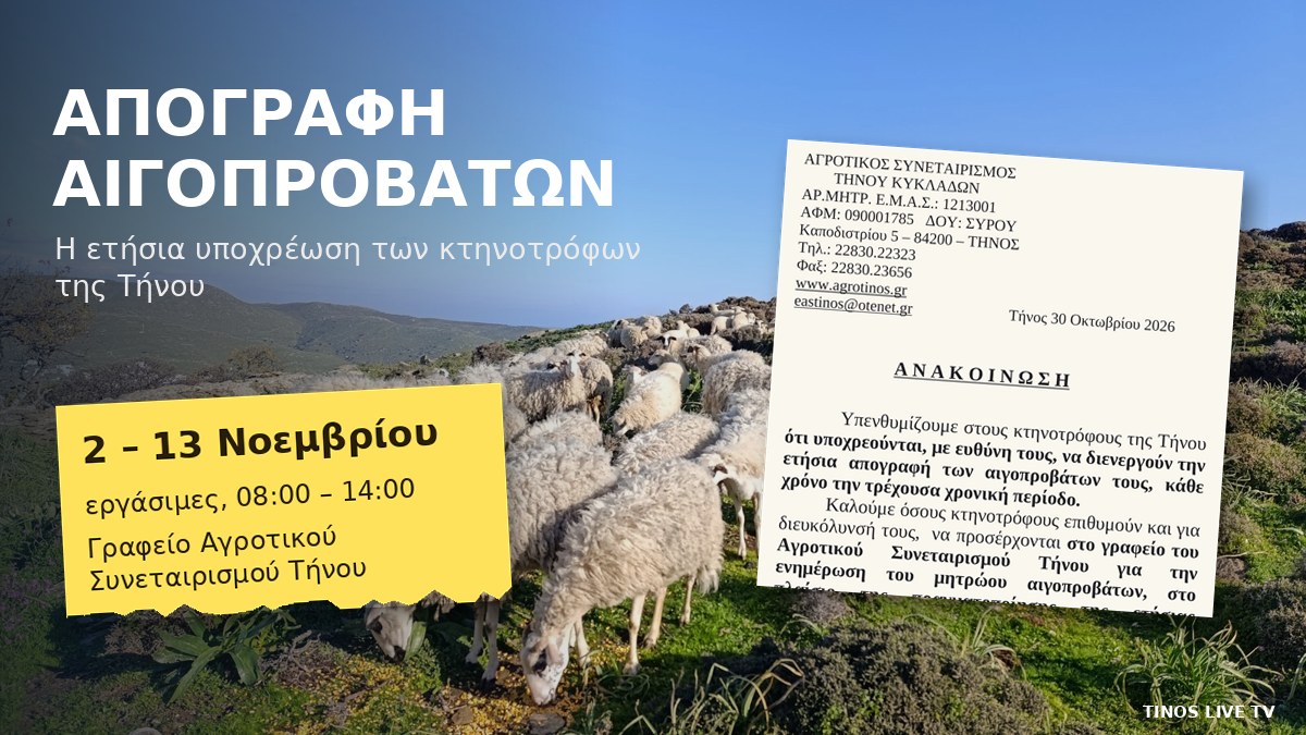 Κοπάδι προβάτων σε βοσκή στην Τήνο και η ανακοίνωση του Αγροτικού Συνεταιρισμού για την απογραφή αιγοπροβάτων 2–13 Νοεμβρίου 2026