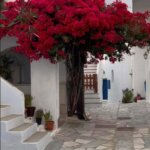 «Την πότισαν φαρμάκι»: έντρομοι διαβάσαμε στα σχόλια ότι η βουκαμβίλια του Κάμπου δεν κόπηκε από κλάδεμα