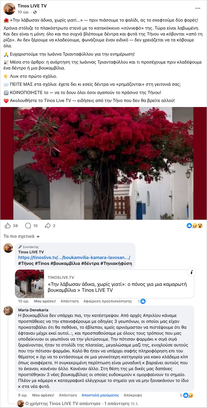 Η πρωινή ανάρτηση του Tinos LIVE TV για τη βουκαμβίλια του Κάμπου