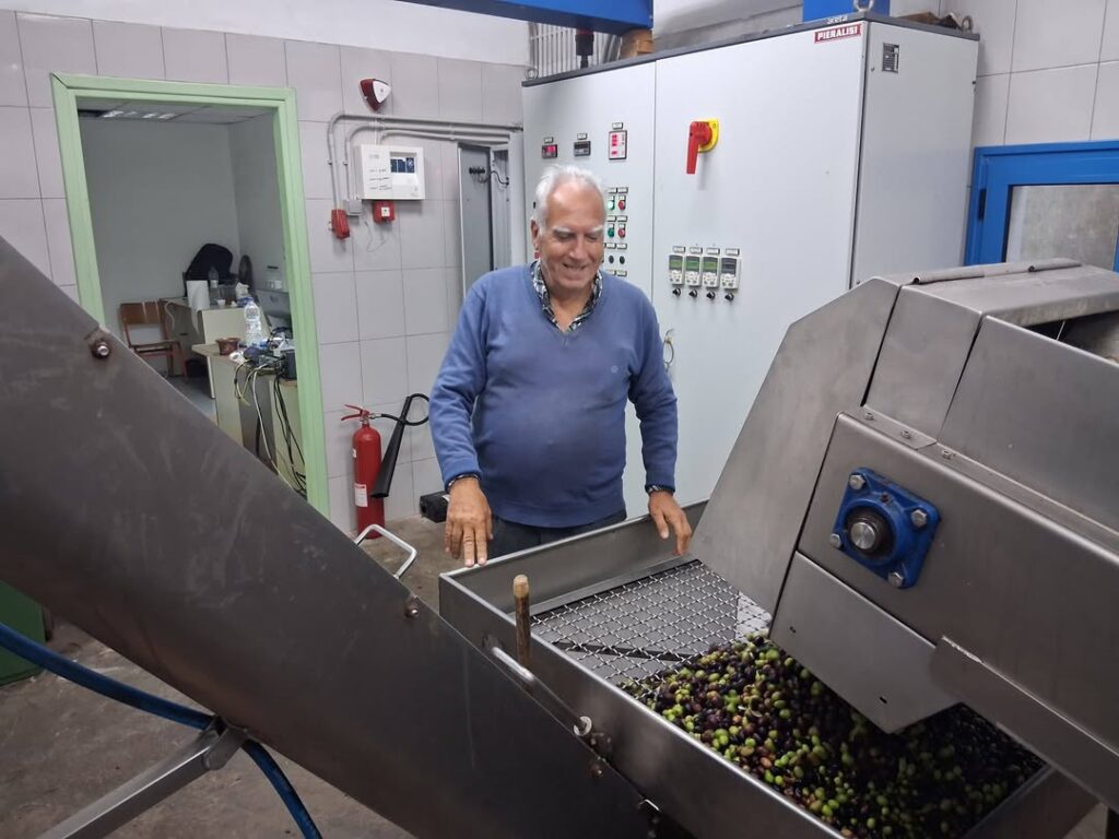 Ελιές μπαίνουν στη γραμμή επεξεργασίας του Ελαιοτριβείου Τήνου