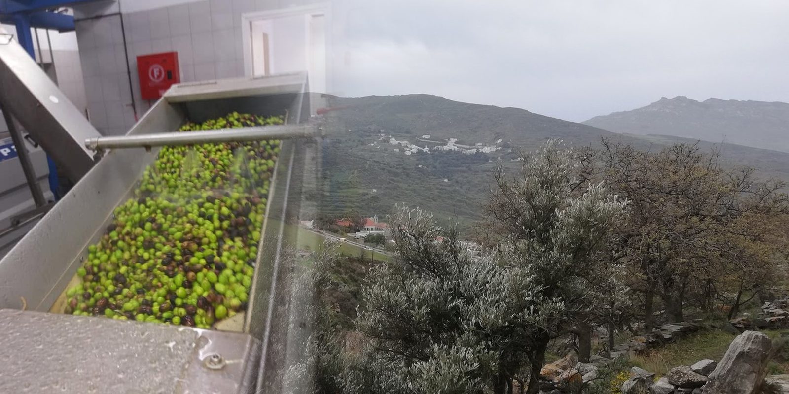Ελιές στο Ελαιοτριβείο της Τήνου και ελαιόδεντρα σε πεζούλες του νησιού