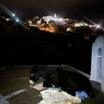 «Θέλει να ζήσει»: πεσμένη στην οροφή ενός ξωκλησιού βρέθηκε η Εξήντα — και σηκώθηκε ξανά