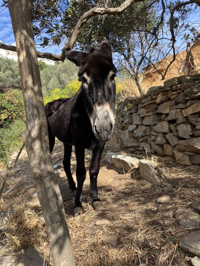 Ηλικιωμένος γαϊδαράκος κάτω από ελιά δίπλα σε ξερολιθιά στην Τήνο