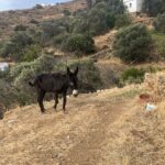Συγκίνησε το Πανελλήνιο ο γαϊδαράκος της Τήνου: πάνω από 25.000 προβολές και 320 κοινοποιήσεις — και σήμερα τα καλά νέα, νέες οπλές και ενδιαφέρον ως την Κέρκυρα
