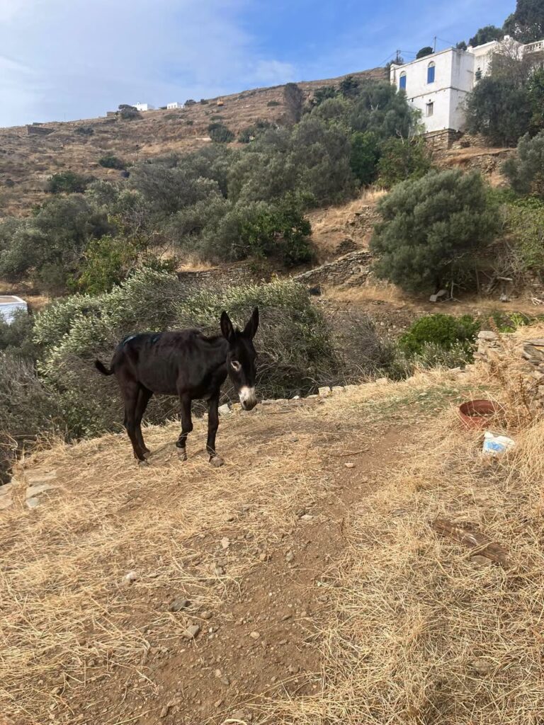 Ο γαϊδαράκος στην πλαγιά του Τριαντάρου στην Τήνο