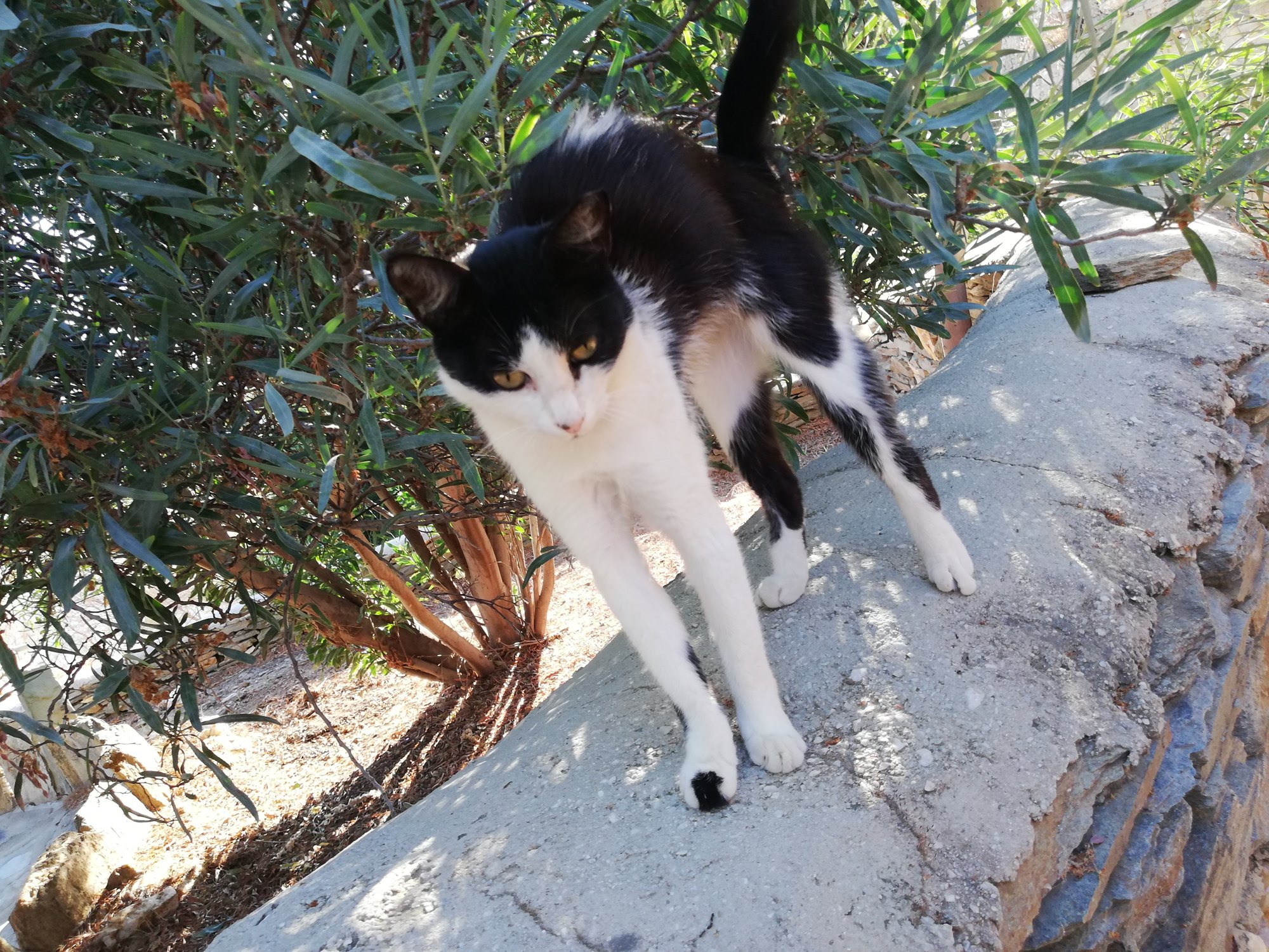 Ασπρόμαυρη γάτα πάνω σε πεζούλι, κάτω από πικροδάφνες