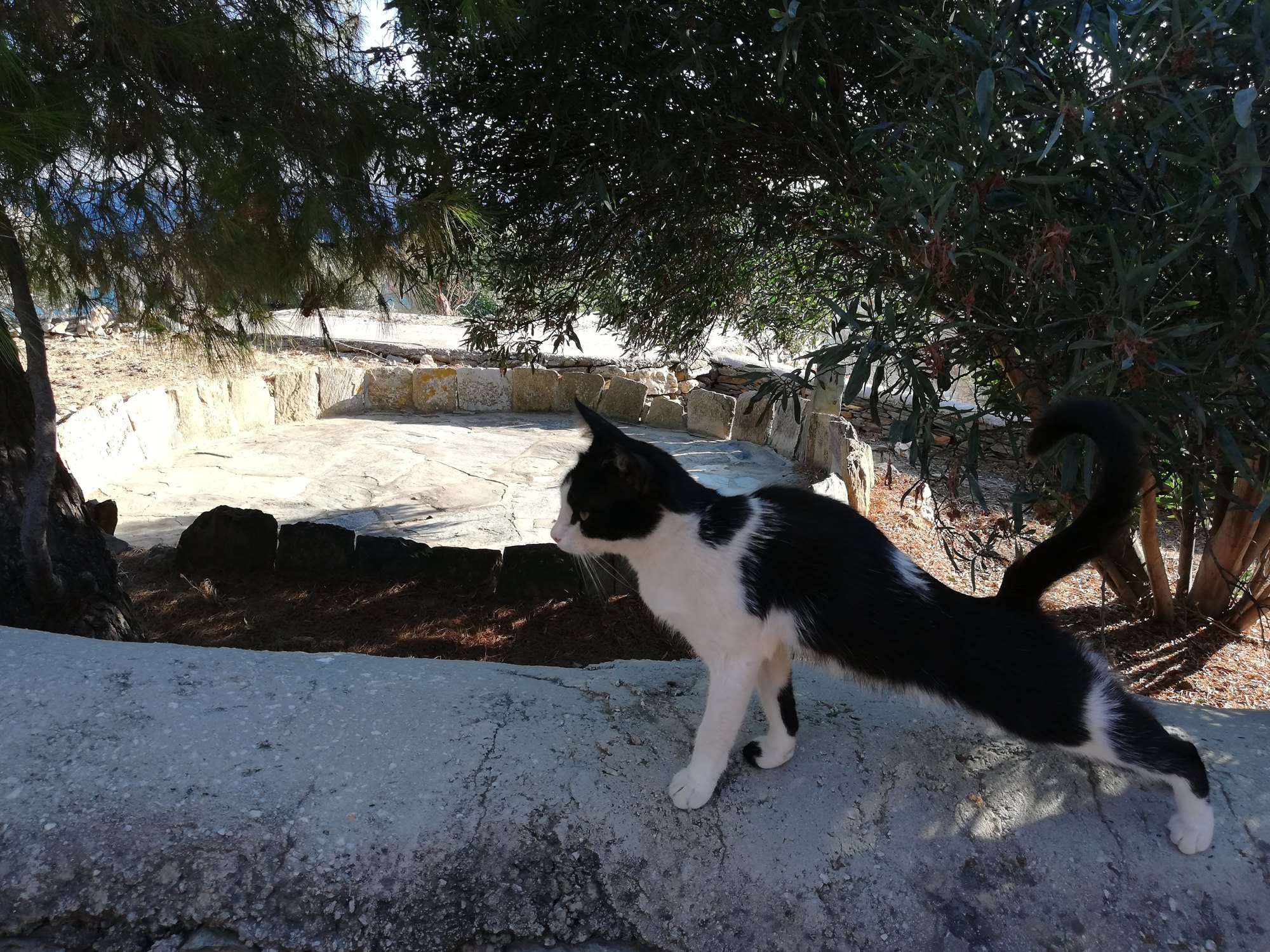 Ασπρόμαυρη γάτα τεντώνεται πάνω σε πεζούλι