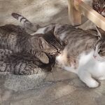 Κάποιος πρέπει να τα προσέχει: άδειες οι ταΐστρες για 680 αδέσποτα της Τήνου, τώρα που έφυγε το καλοκαίρι
