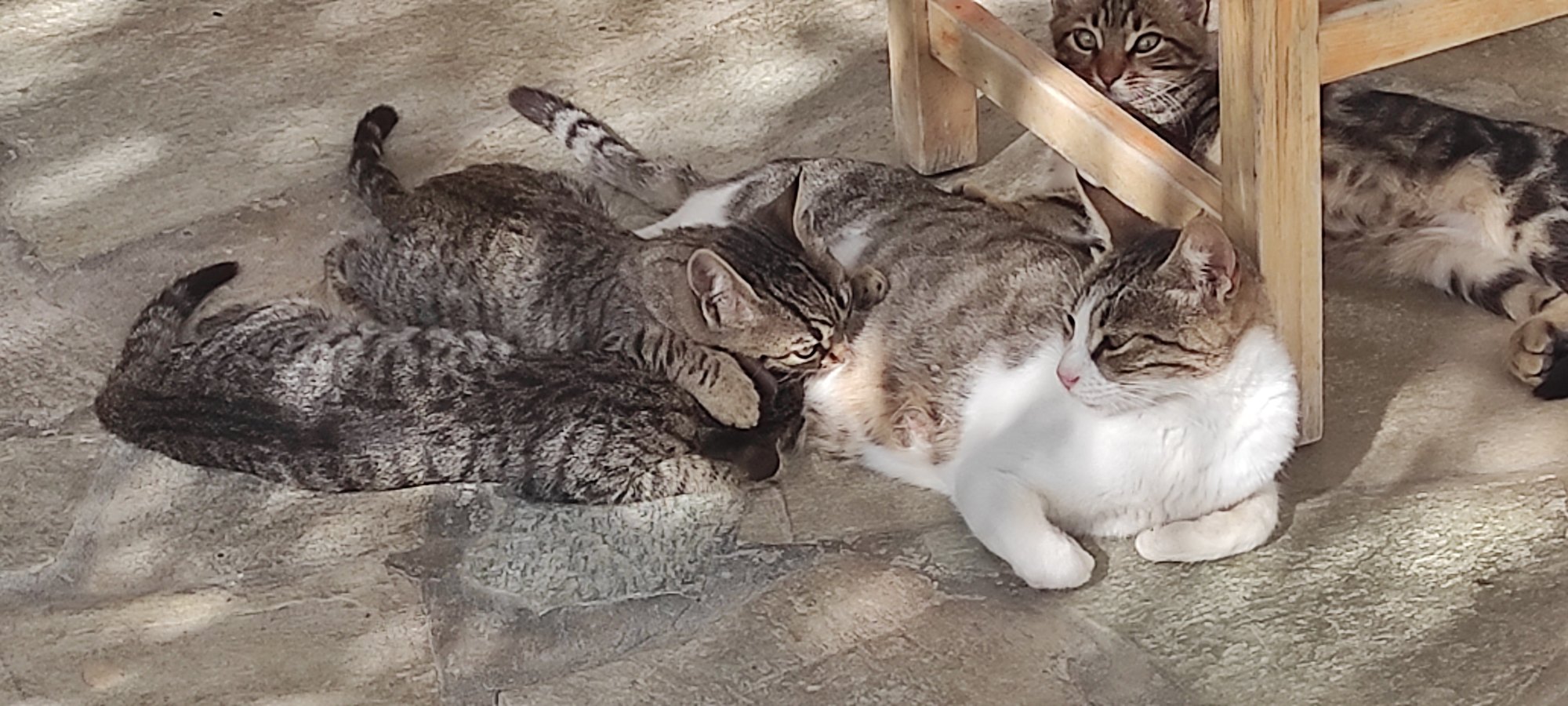 Γατάκια με τη μητέρα τους στη σκιά