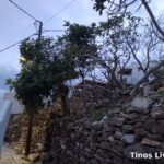 Μέσα στην Καρδιανή τα ανεπιτήρητα κατσίκια: γκρεμισμένες ξερολιθιές στο καλντερίμι και μια συκιά φαγωμένη όσο ψηλά έφταναν