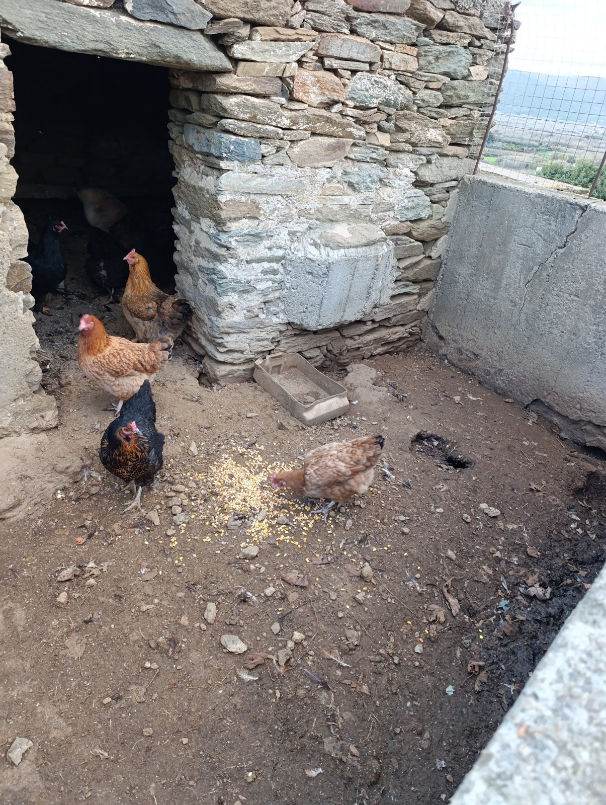 Κότες σε πέτρινο κοτέτσι στην Τήνο